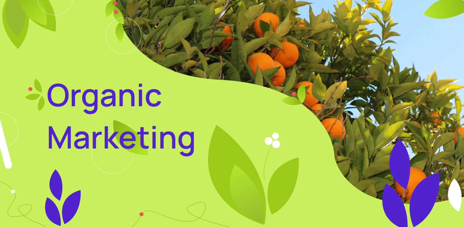 Graphic with a photo of a tree with oranges, a green background with leaves and the words "Organic Marketing"